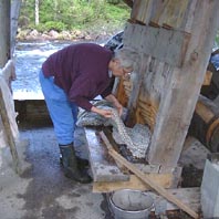 hammer mill working